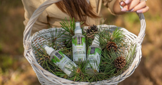 Iglice bijelog bora Pinus sylvestris i Organski hidrolat bijelog bora Hydrolina