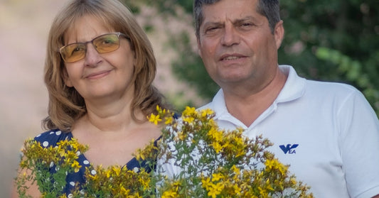 Gospina trava Hypericum perforatum koju je ubrala obitelj Ralchevi