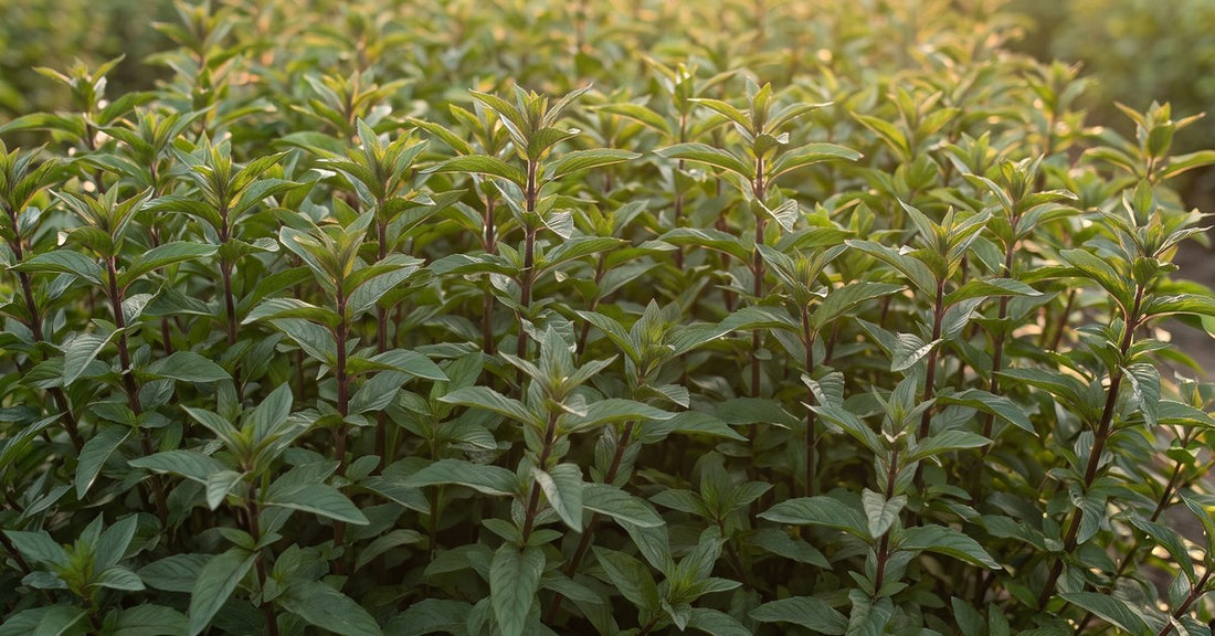 Paprena metvica Mentha piperita i Organski hidrolat paprene metvice Hydrolina