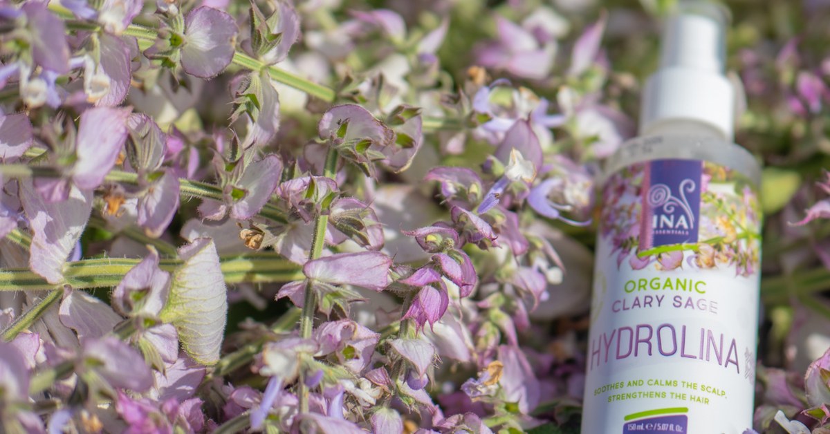 Muškatna kadulja Salvia sclarea i Organski hidrolat muškatne kadulje Hydrolina