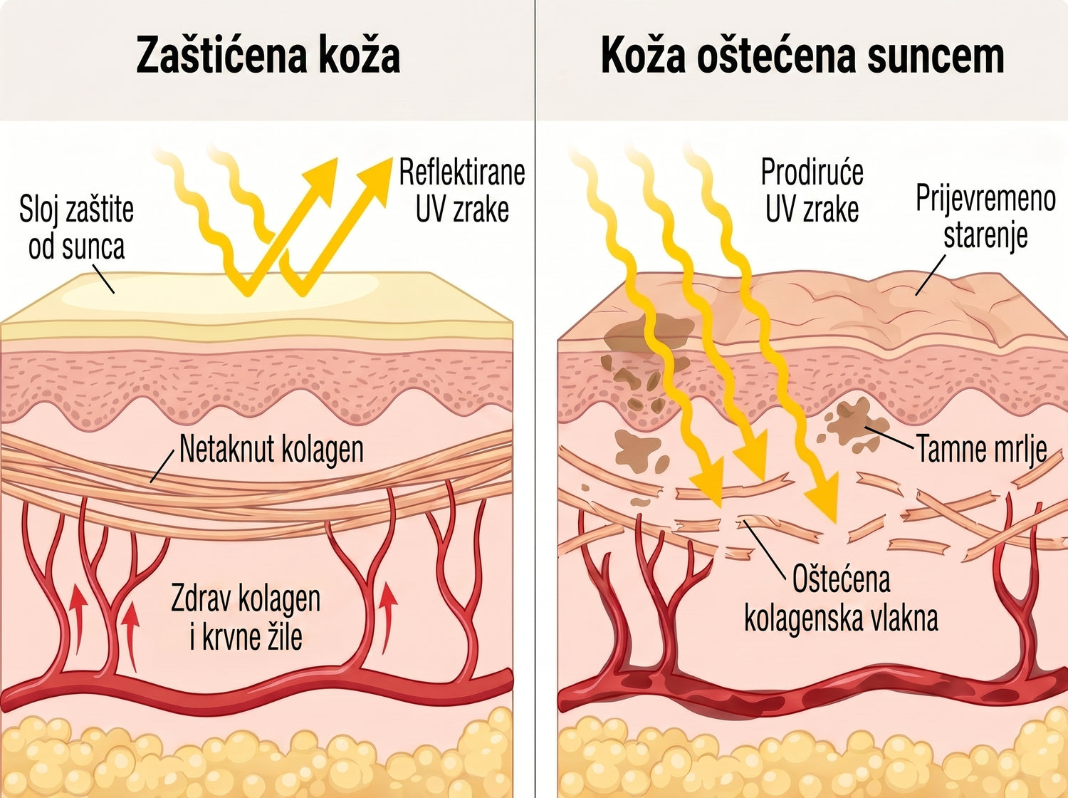 spf HR infographic